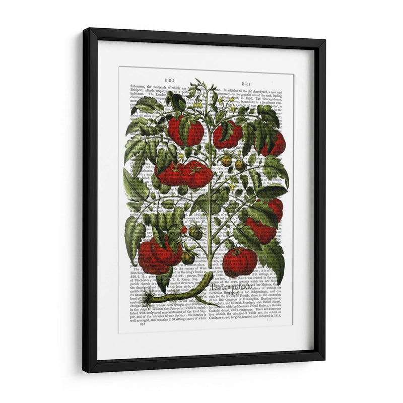 Planta De Tomate - Fab Funky | Cuadro decorativo de Canvas Lab