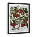 Planta De Tomate - Fab Funky | Cuadro decorativo de Canvas Lab