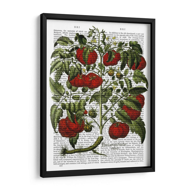 Planta De Tomate - Fab Funky | Cuadro decorativo de Canvas Lab