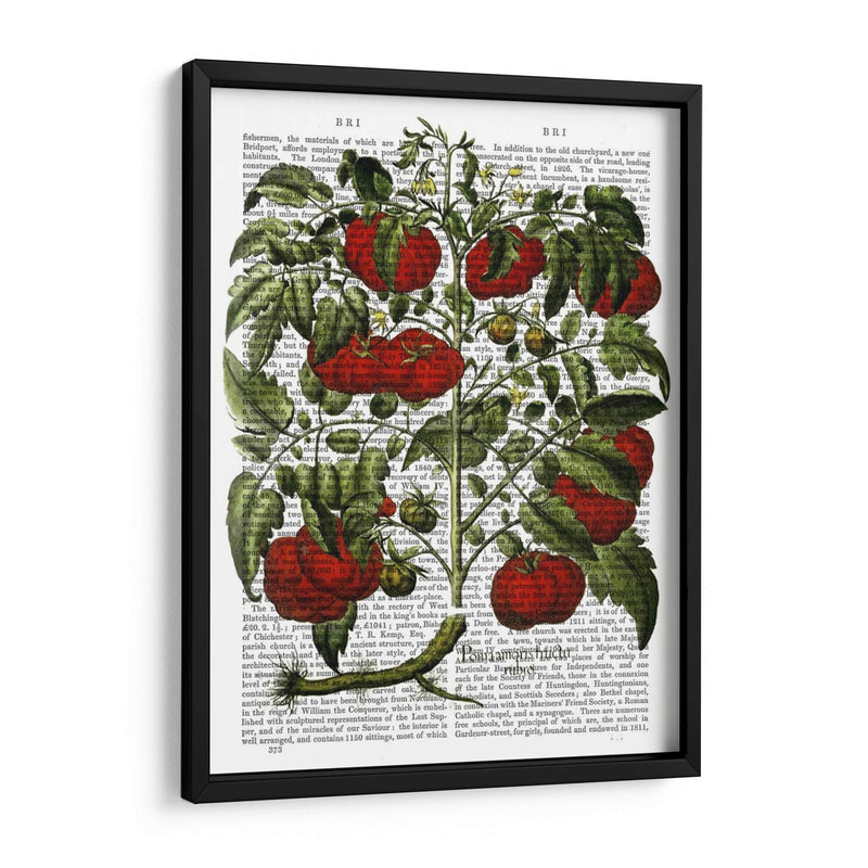 Planta De Tomate - Fab Funky | Cuadro decorativo de Canvas Lab