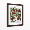 Planta De Tomate - Fab Funky | Cuadro decorativo de Canvas Lab