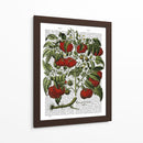 Planta De Tomate - Fab Funky | Cuadro decorativo de Canvas Lab
