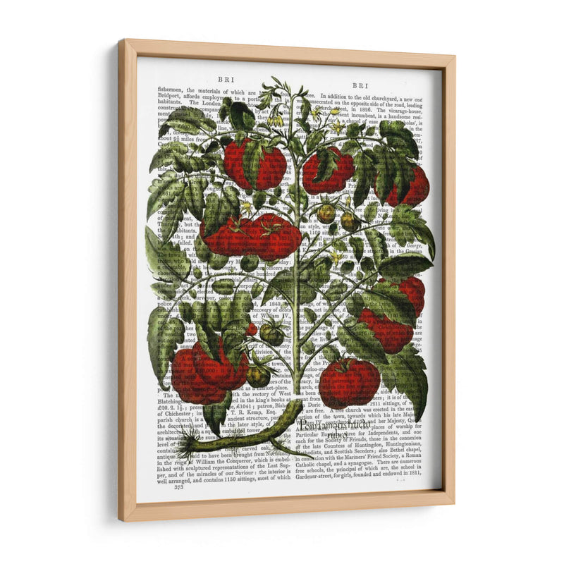 Planta De Tomate - Fab Funky | Cuadro decorativo de Canvas Lab