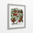 Planta De Tomate - Fab Funky | Cuadro decorativo de Canvas Lab