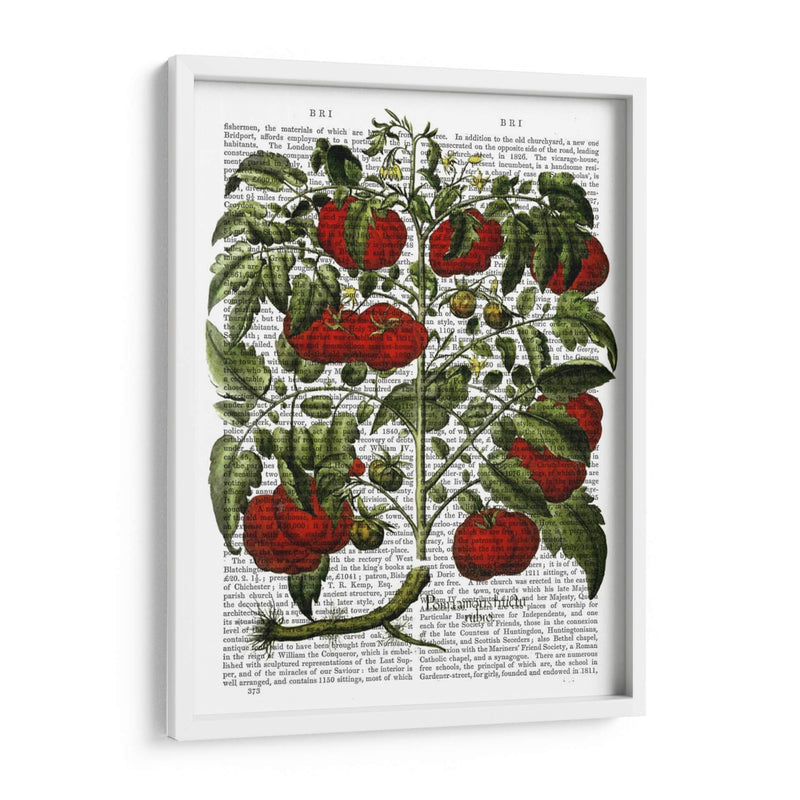 Planta De Tomate - Fab Funky | Cuadro decorativo de Canvas Lab