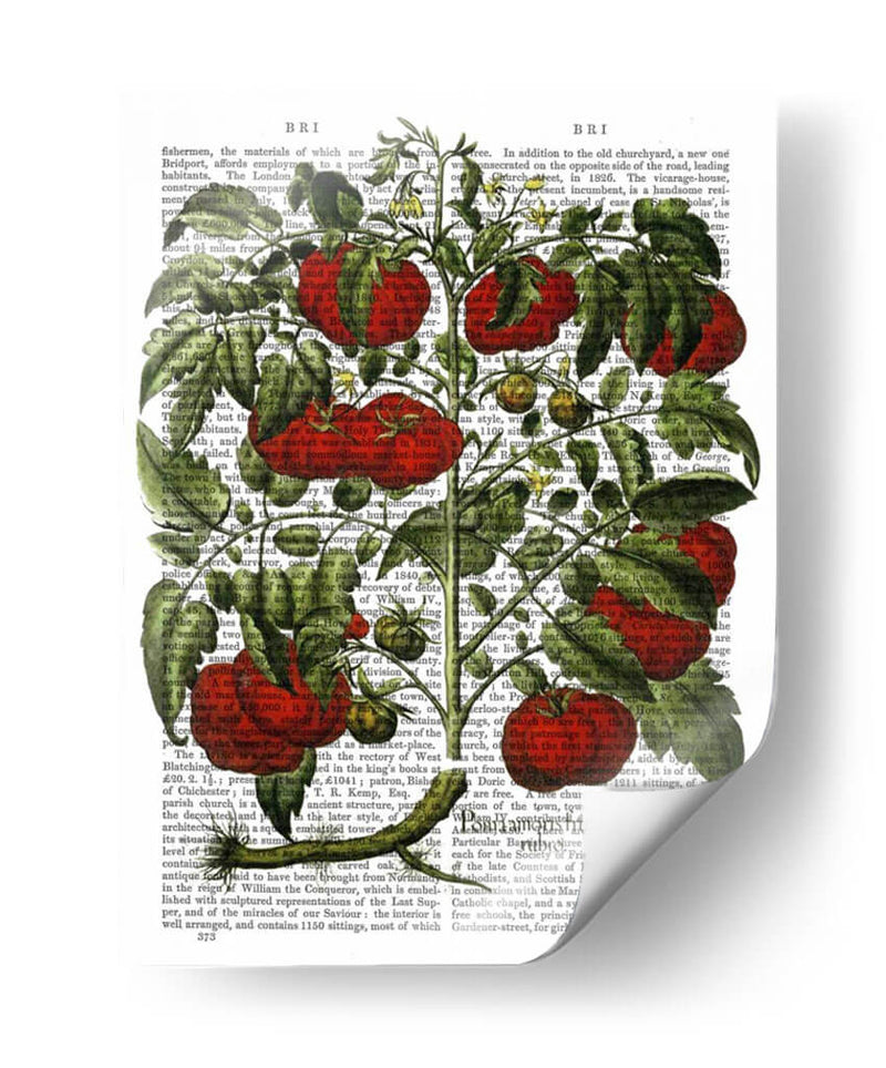 Planta De Tomate - Fab Funky | Cuadro decorativo de Canvas Lab