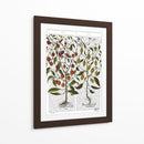 Peppers 1 - Fab Funky | Cuadro decorativo de Canvas Lab