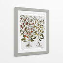 Peppers 1 - Fab Funky | Cuadro decorativo de Canvas Lab
