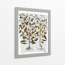 Peppers 1 - Fab Funky | Cuadro decorativo de Canvas Lab