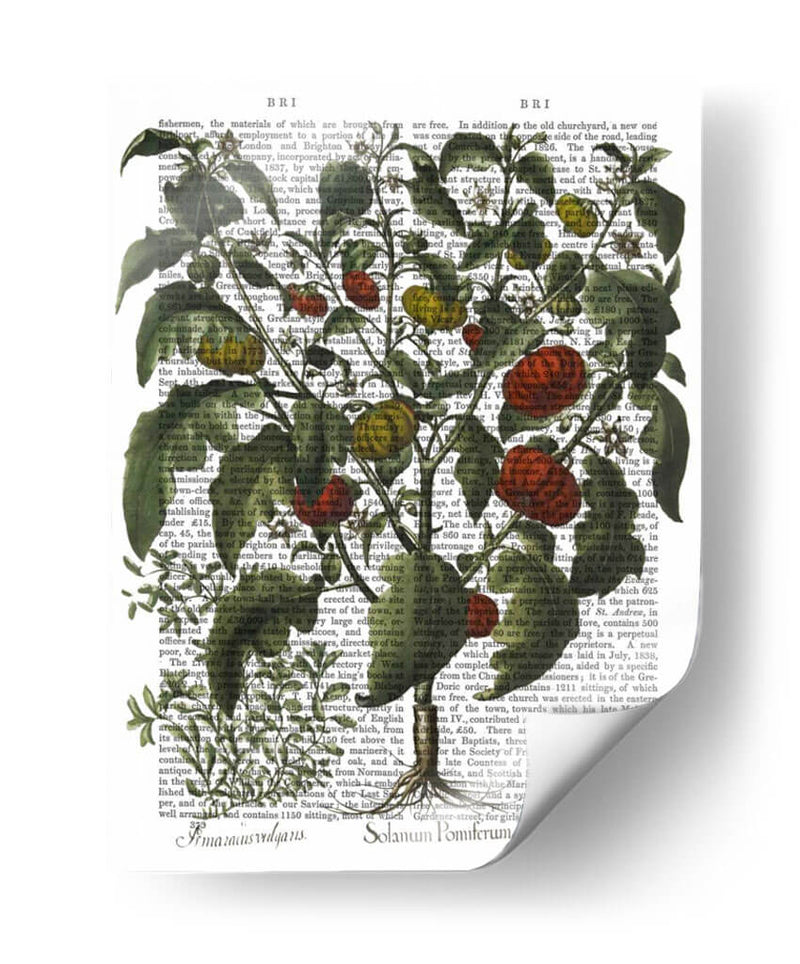 Peppers 2 - Fab Funky | Cuadro decorativo de Canvas Lab