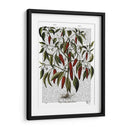 Peppers 3 - Fab Funky | Cuadro decorativo de Canvas Lab