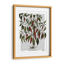 Peppers 3 - Fab Funky | Cuadro decorativo de Canvas Lab