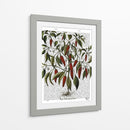 Peppers 3 - Fab Funky | Cuadro decorativo de Canvas Lab