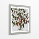 Peppers 3 - Fab Funky | Cuadro decorativo de Canvas Lab