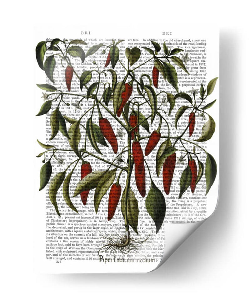 Peppers 3 - Fab Funky | Cuadro decorativo de Canvas Lab