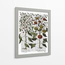 Peppers 4 - Fab Funky | Cuadro decorativo de Canvas Lab