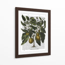 Peppers 6 - Fab Funky | Cuadro decorativo de Canvas Lab