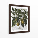Peppers 6 - Fab Funky | Cuadro decorativo de Canvas Lab