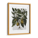 Peppers 6 - Fab Funky | Cuadro decorativo de Canvas Lab