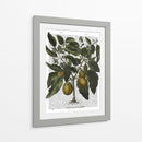 Peppers 6 - Fab Funky | Cuadro decorativo de Canvas Lab