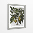 Peppers 6 - Fab Funky | Cuadro decorativo de Canvas Lab