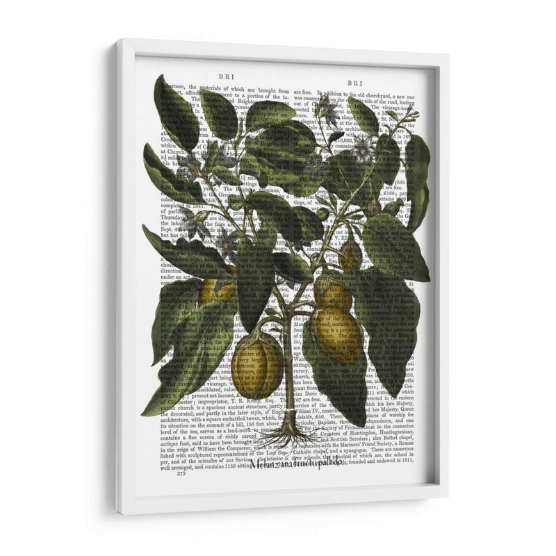 Peppers 6 - Fab Funky | Cuadro decorativo de Canvas Lab