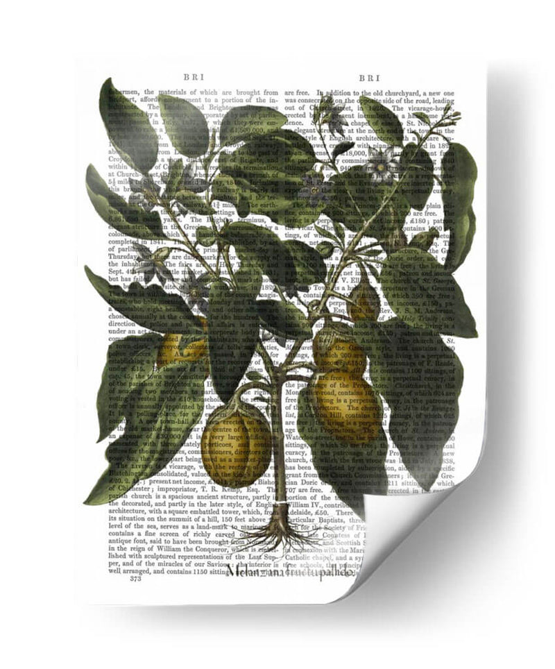 Peppers 6 - Fab Funky | Cuadro decorativo de Canvas Lab