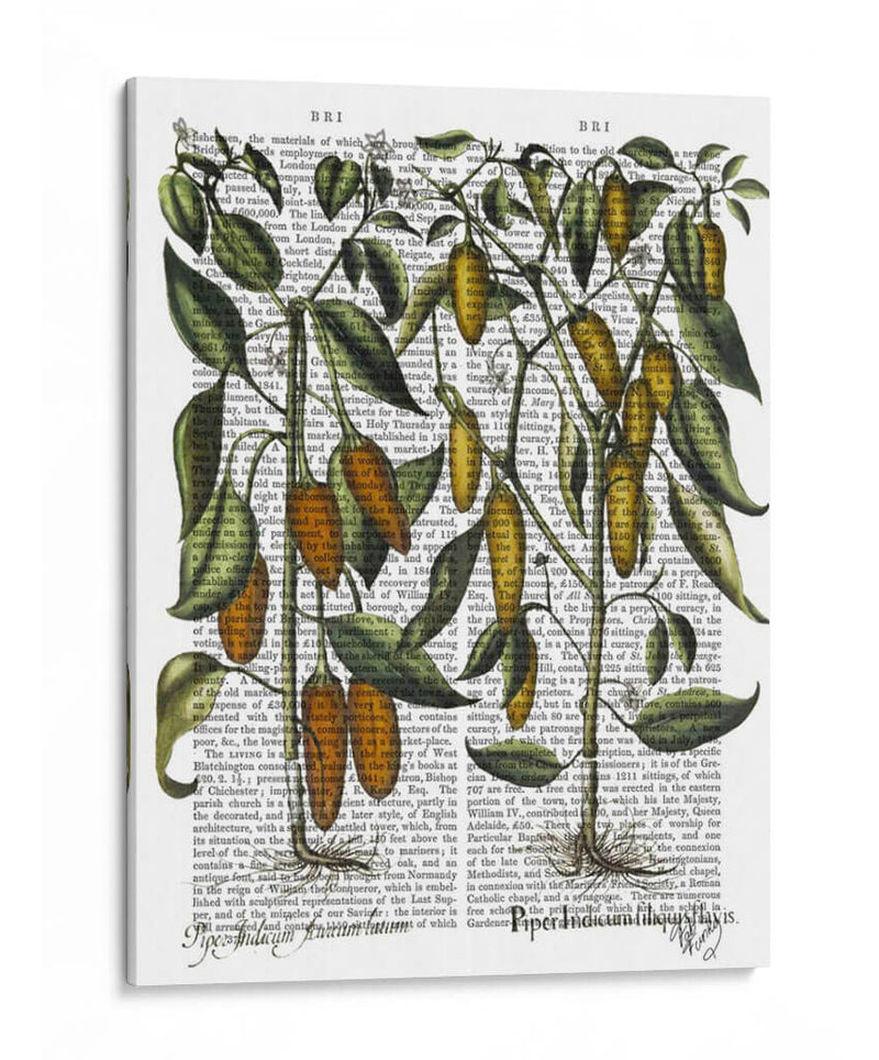 Peppers 7 - Fab Funky | Cuadro decorativo de Canvas Lab