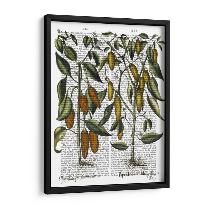 Peppers 7 - Fab Funky | Cuadro decorativo de Canvas Lab