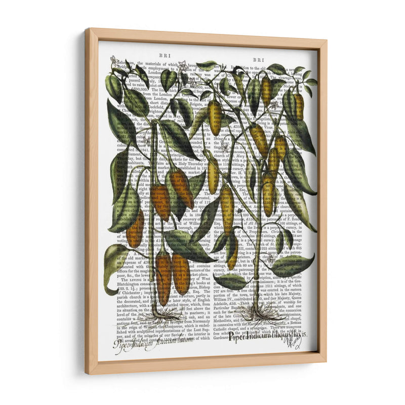 Peppers 7 - Fab Funky | Cuadro decorativo de Canvas Lab