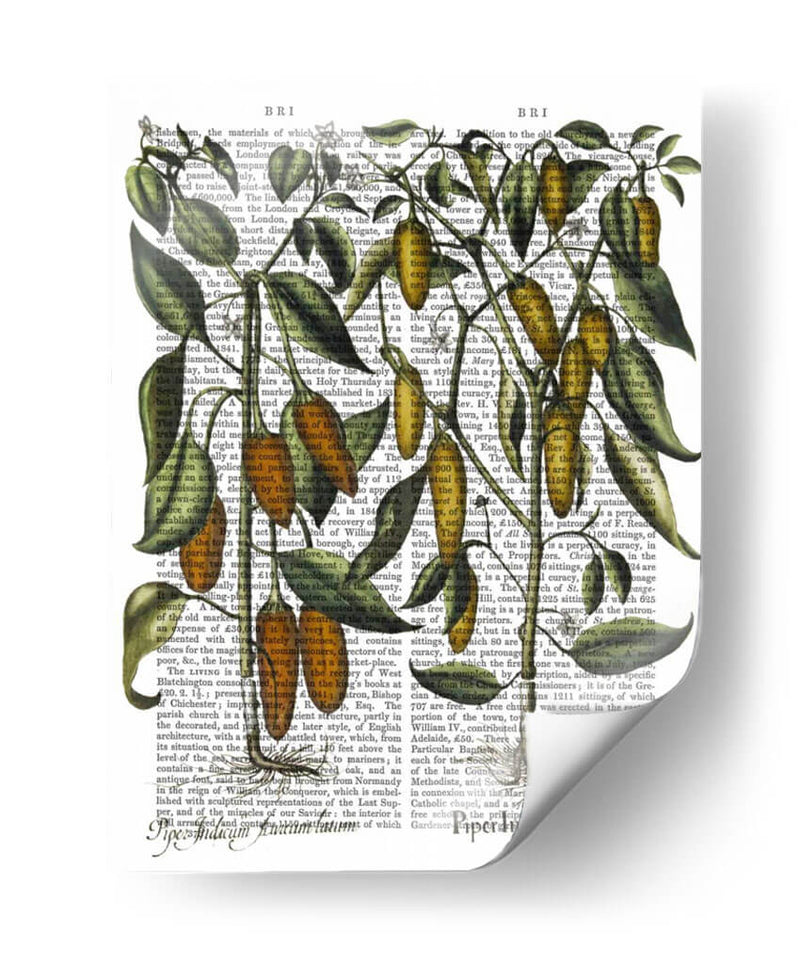 Peppers 7 - Fab Funky | Cuadro decorativo de Canvas Lab