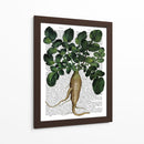 Parsnip 1 - Fab Funky | Cuadro decorativo de Canvas Lab