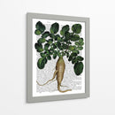 Parsnip 1 - Fab Funky | Cuadro decorativo de Canvas Lab