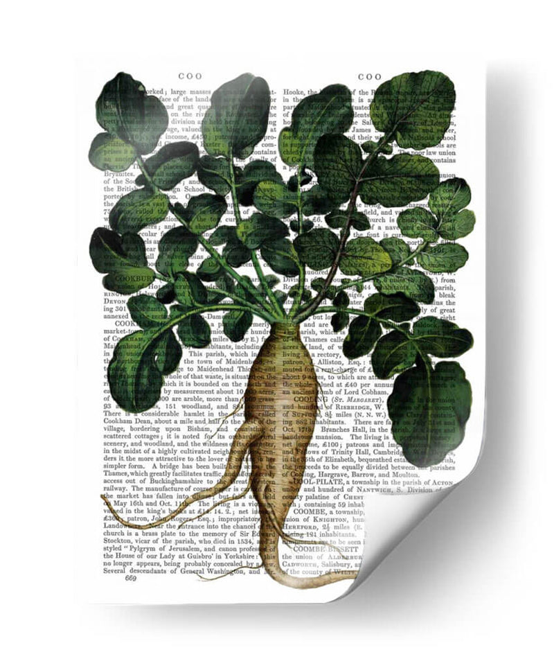 Parsnip 1 - Fab Funky | Cuadro decorativo de Canvas Lab