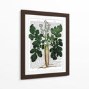 Parsnip 2 - Fab Funky | Cuadro decorativo de Canvas Lab