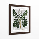 Parsnip 3 - Fab Funky | Cuadro decorativo de Canvas Lab