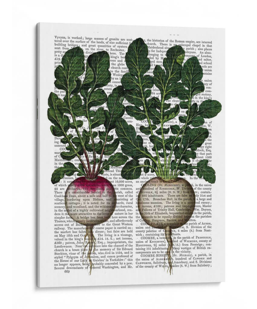 Rábanos De Impresión - Fab Funky | Cuadro decorativo de Canvas Lab