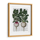 Rábanos De Impresión - Fab Funky | Cuadro decorativo de Canvas Lab