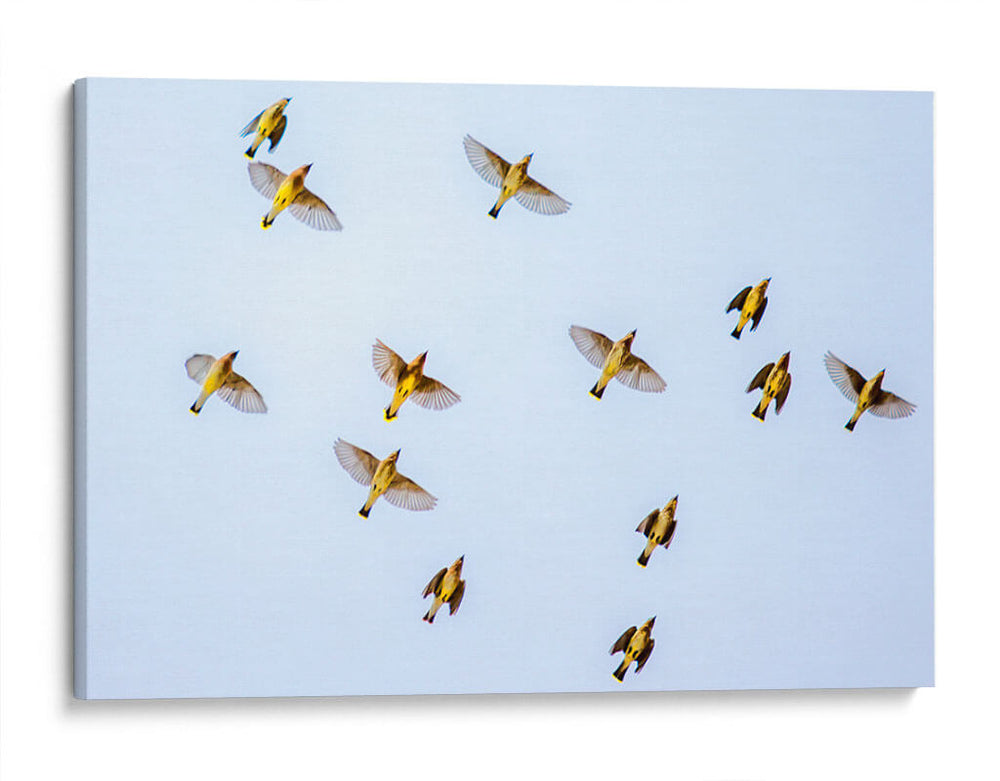 Vuelo amarillo | Cuadro decorativo de Canvas Lab