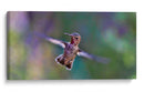 Vuelo de colibrí | Cuadro decorativo de Canvas Lab