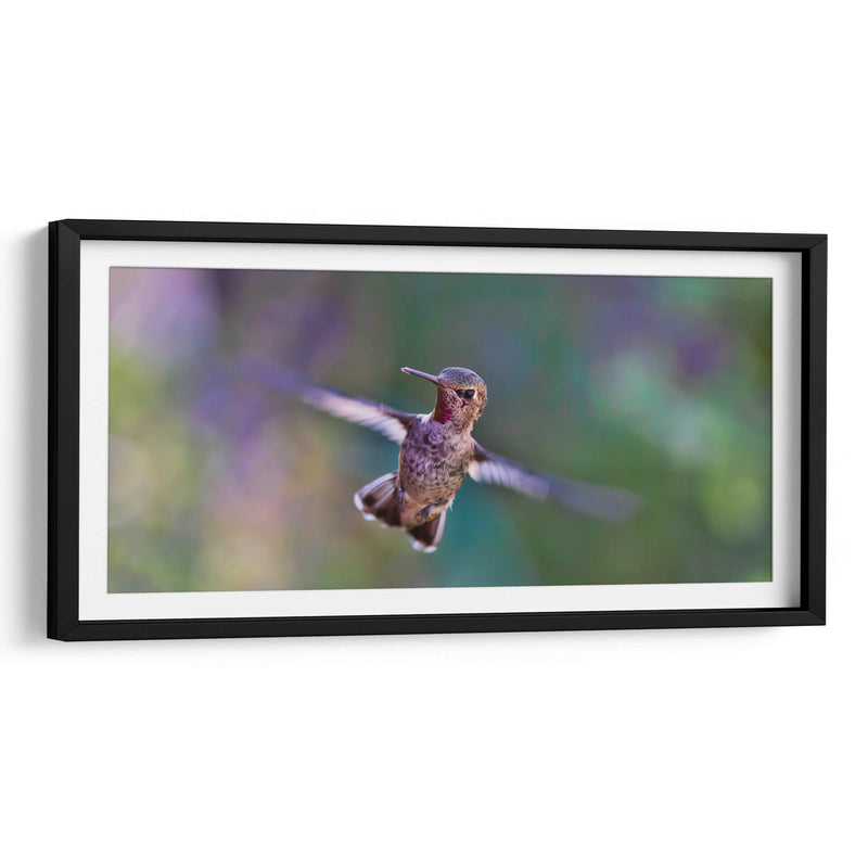 Vuelo de colibrí | Cuadro decorativo de Canvas Lab