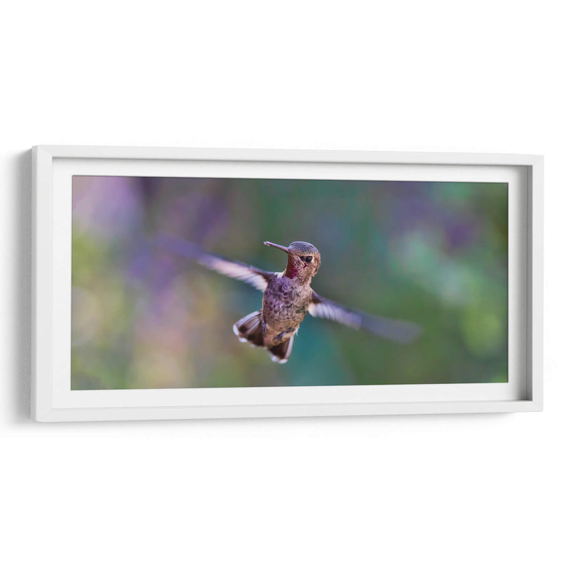 Vuelo de colibrí | Cuadro decorativo de Canvas Lab