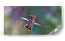 Vuelo de colibrí | Cuadro decorativo de Canvas Lab