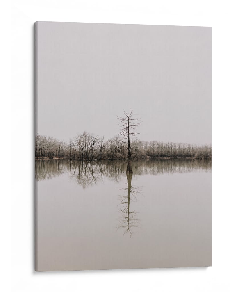 Árbol en pantano | Cuadro decorativo de Canvas Lab