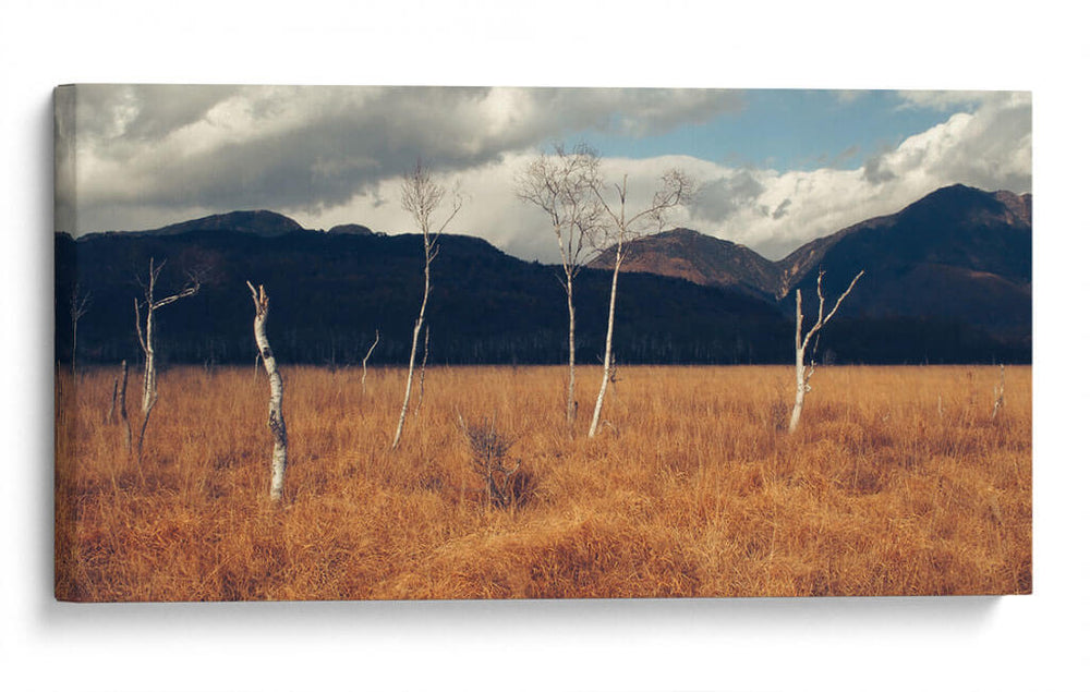 Árboles secos | Cuadro decorativo de Canvas Lab