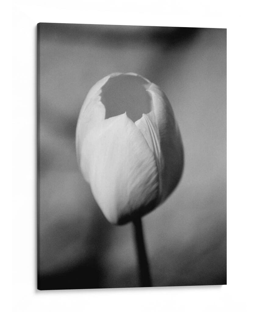 Retrato Floral I - Jeff Pica | Cuadro decorativo de Canvas Lab