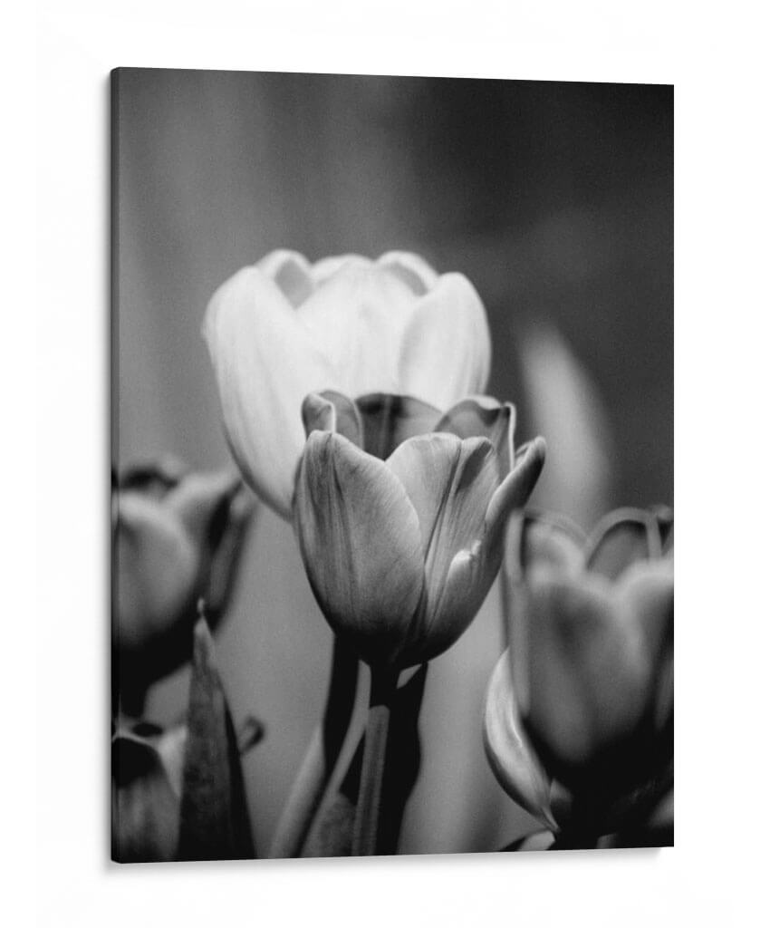Retrato Floral Ii - Jeff Pica | Cuadro decorativo de Canvas Lab