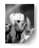 Retrato Floral Ii - Jeff Pica | Cuadro decorativo de Canvas Lab