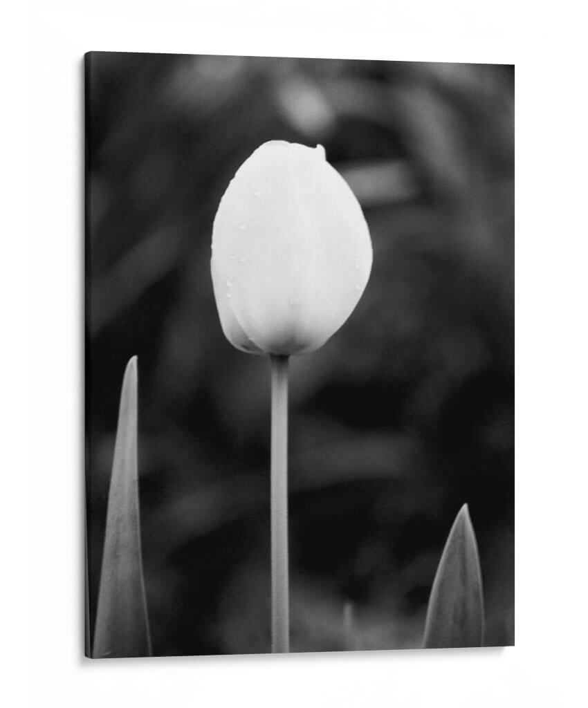 Retrato Floral Iii - Jeff Pica | Cuadro decorativo de Canvas Lab