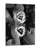 Retrato Floral Iv - Jeff Pica | Cuadro decorativo de Canvas Lab